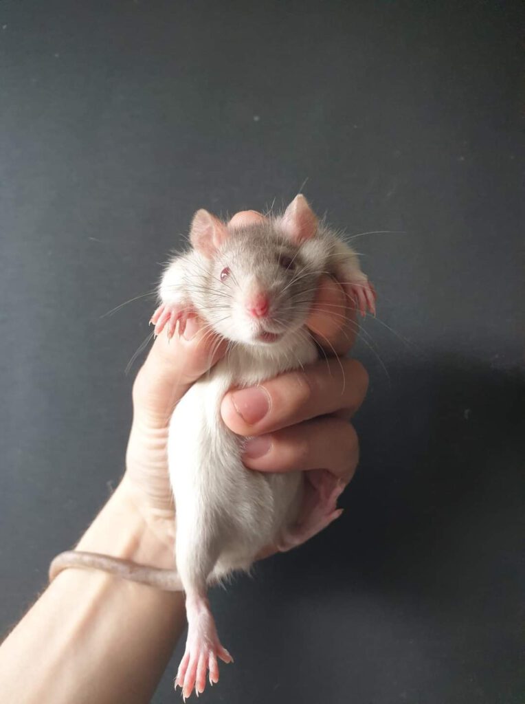 Isa;s Heavenly rattery normaal oor