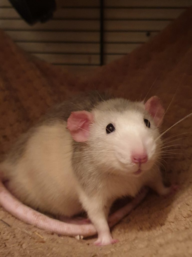 Isa's Heavenly rattery dumbo