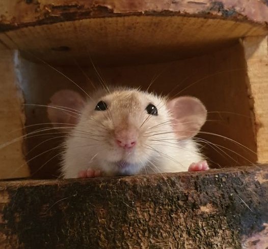 oogkleuren bij ratten