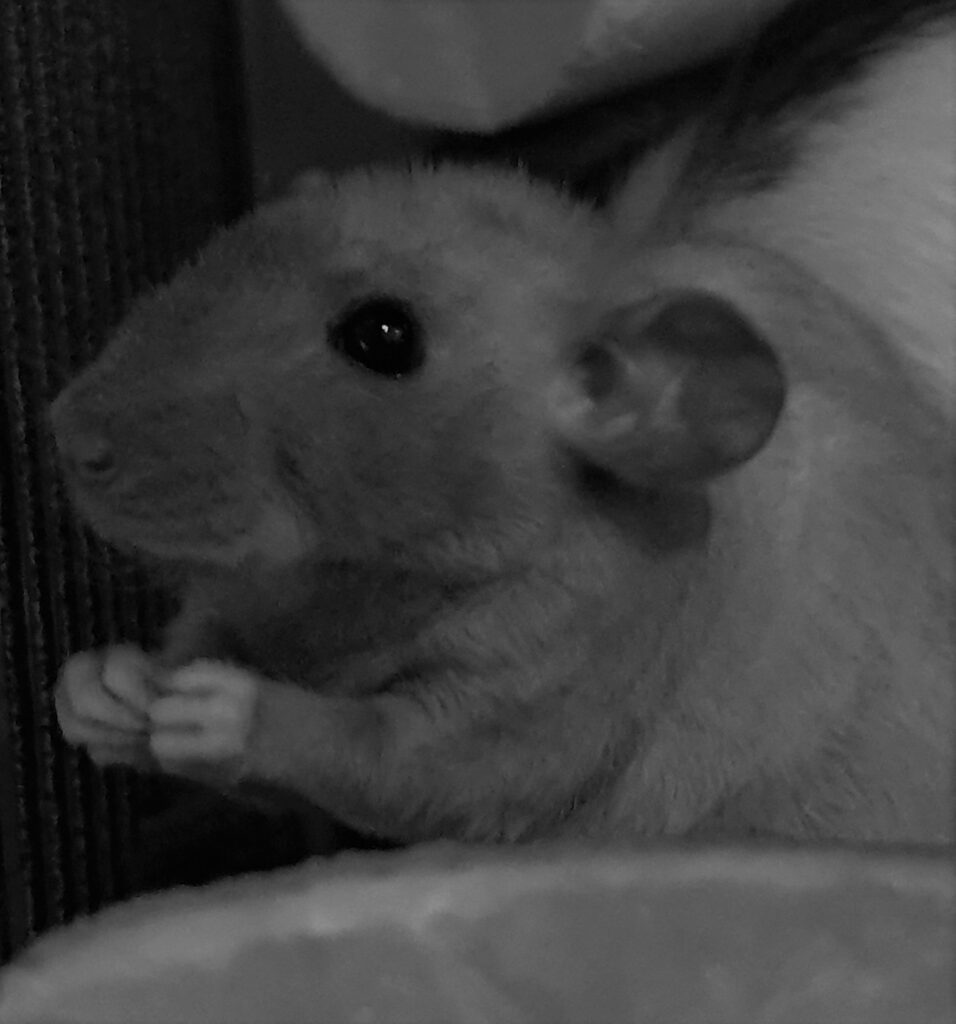 de longen van de rat