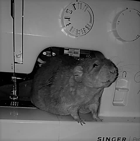 knutsel ideeën voor ratten