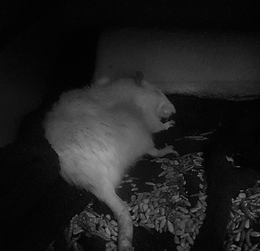 epilepsie bij ratten