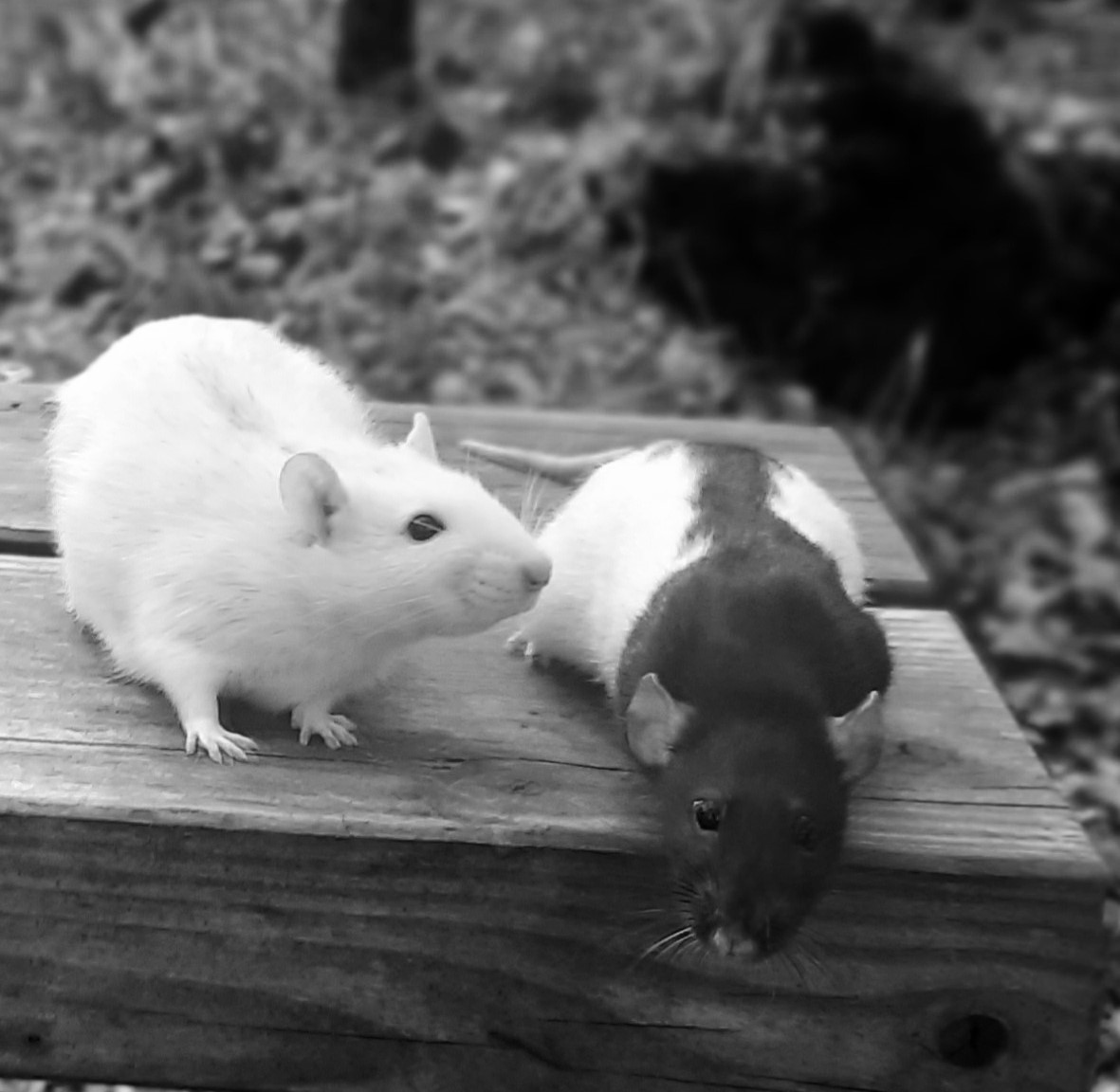 buitenspelen met ratten