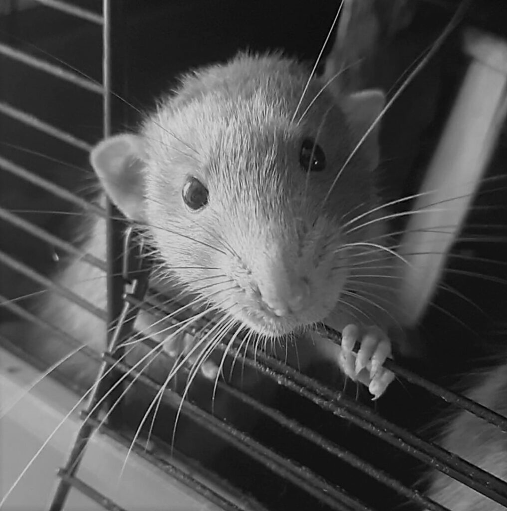 verkoudheid bij ratten