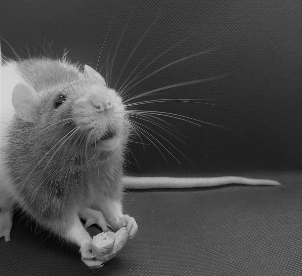 gedrag bij ratten