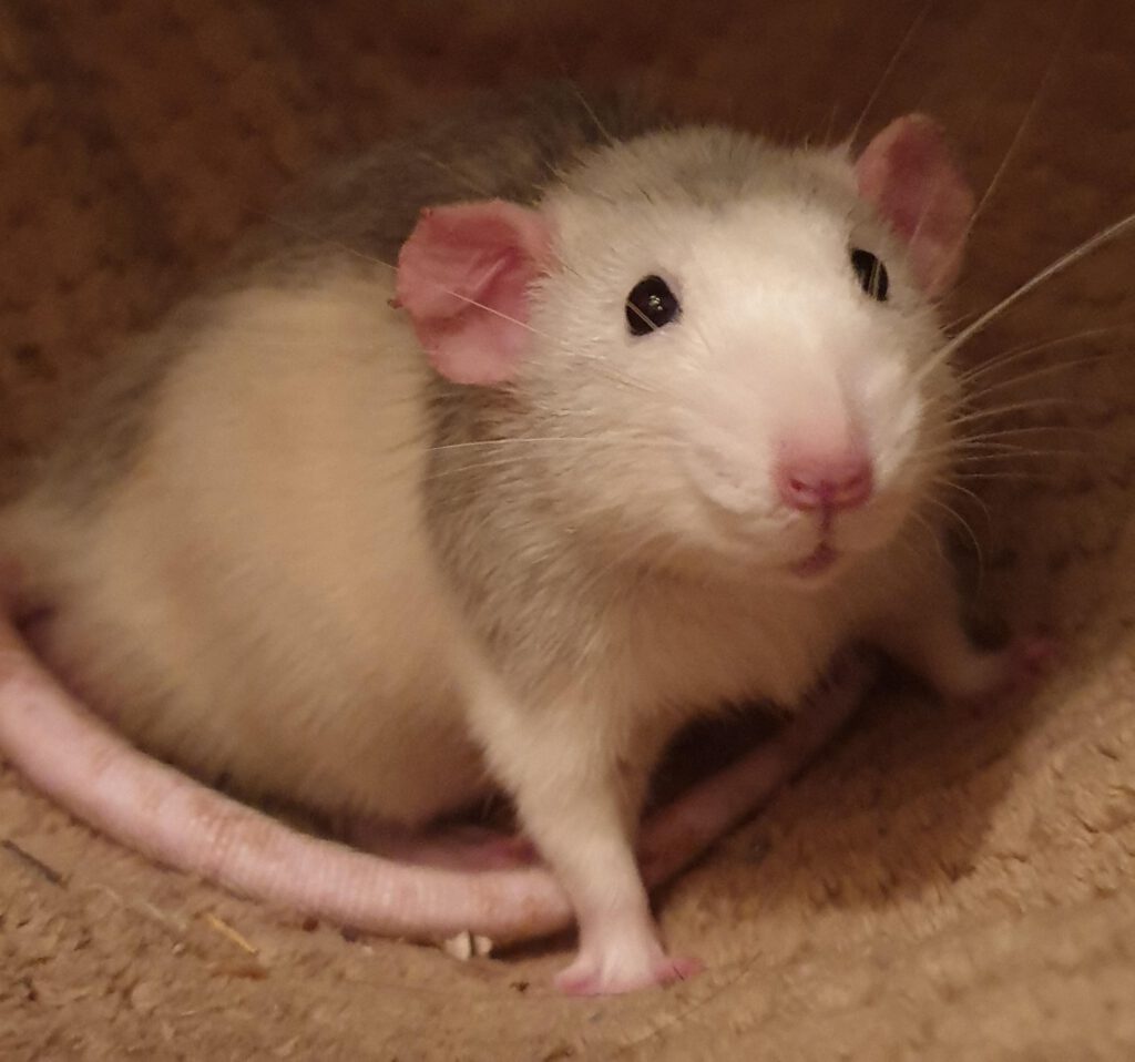 oorstanden bij ratten