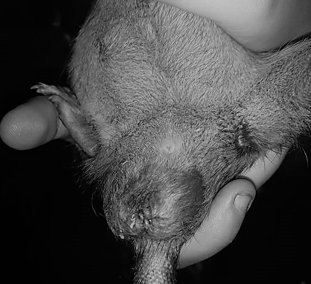 castratie/sterilisatie bij ratten