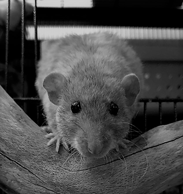 longontsteking bij ratten