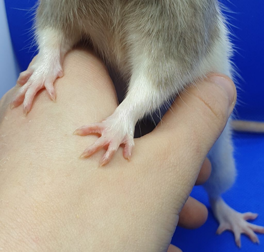 Voor poten rat