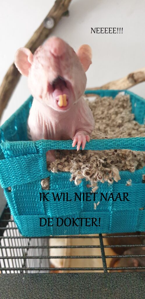 Ratkundige dierenarts