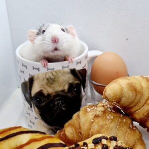 rattery